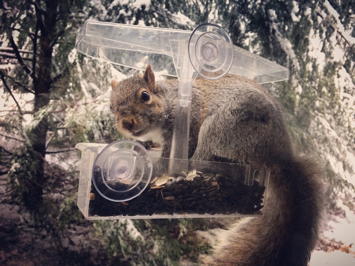 Squirrels like to spy. But you can spy back. Enjoy the entertainment! Take a picture or video and share it with the world. Make your favorite rodent a social media sensation.